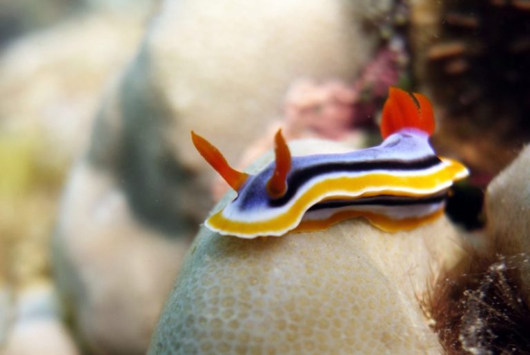 El Nido Daily Fun Dive (3 dives) Submariner Diving Center