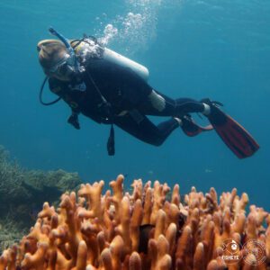 El Nido Daily Fun Dive (3 dives)